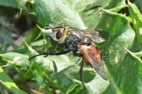 Peleteria rubescens