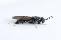 Hermetia illucens