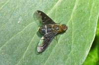 Hemipenthes velutina