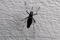 Aedes albopictus