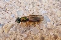 Sargus bipunctatus