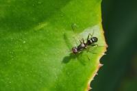 Nemopoda nitidula