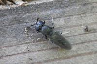 Hermetia illucens