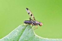 Geomyza tripunctata