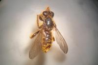 Choerades fimbriata