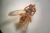 Choerades fimbriata