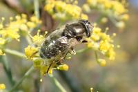 Eristalinus aeneus
