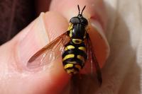 Chrysotoxum intermedium