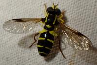 Xanthogramma pedissequum