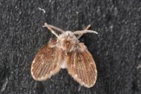 Clogmia albipunctata