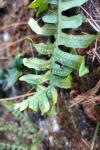 Polypodioideae