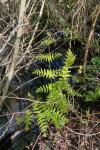 Osmunda regalis