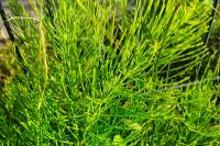 Equisetum arvense