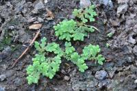 Azolla filiculoides