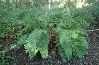 Osmunda regalis