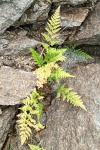 Asplenium adiantum-nigrum