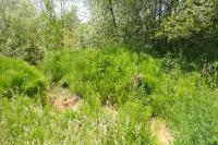 Equisetum telmateia