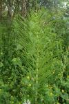 Equisetum telmateia