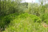 Equisetum telmateia