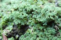 Azolla filiculoides