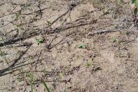 Pilularia globulifera