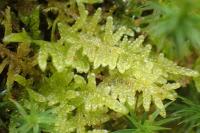 Pseudoscleropodium purum