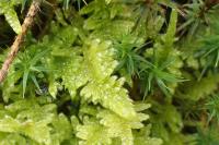 Polytrichum formosum