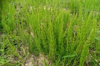 Equisetum arvense