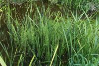Equisetum fluviatile
