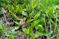Ophioglossum vulgatum
