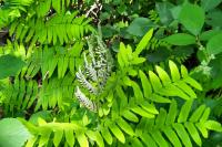 Osmunda regalis