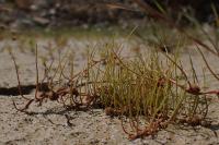 Pilularia globulifera