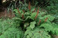 Osmunda regalis