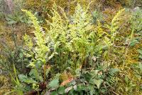 Asplenium adiantum-nigrum