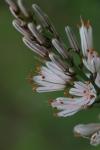 Asphodelus ramosus subsp. ramosus