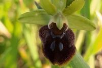 Orchidoideae