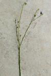 Linum usitatissimum subsp. angustifolium
