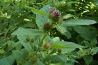 Arctium