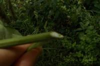 Arctium