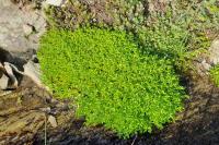 Montia fontana subsp. amporitana