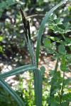 Carex riparia