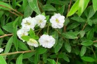 Spiraea cantoniensis