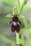 Ophrys insectifera