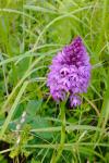 Anacamptis pyramidalis