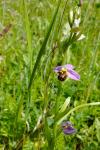 Ophrys apifera