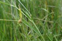 Lathyrus pannonicus