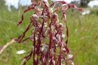 Himantoglossum hircinum