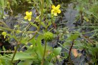 Ranunculus ophioglossifolius