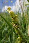 Coeloglossum viride