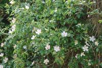 Rosa cinnamomea